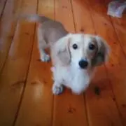 ちょこりん