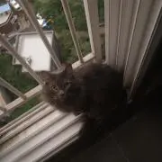 Leoneの画像