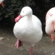 ねむたの画像
