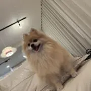ぐめの画像