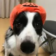 トロ