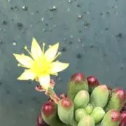 けーこの画像