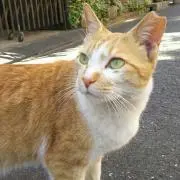 あかたろう