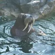 kunkun maru