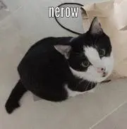 マロマロ