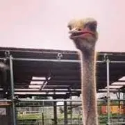 即購入OKの画像