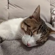 福のママの画像