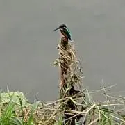ちゃこ