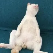 もんがら。