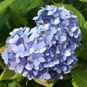 くみっぴ