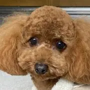 るまの画像