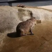 ゆかり⭐