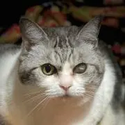 たにし