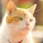 びすにゃろん