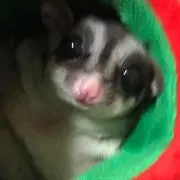 momofuna