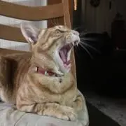 ずんどこべろんちょ