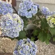 Mama ☆プロフィールの確認⭐︎の画像