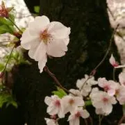 きんたろうの画像