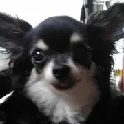 チワワのあいちゃんの画像