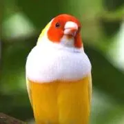 むぎの画像