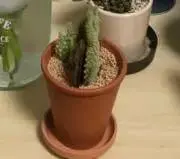 無子の画像
