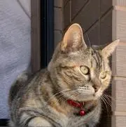 ねこのしっぽっぽ(=^ェ^=)