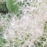 ｋｙｕの画像