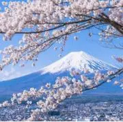 さくら(引越し前 断捨離)の画像
