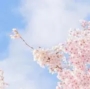 まゆの画像