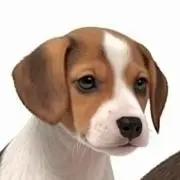 RONの画像