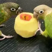 ロイの画像