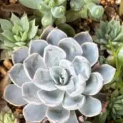 m.echeveriaの画像