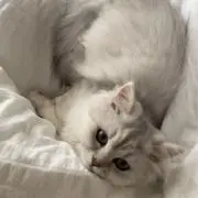 ひちゃの画像