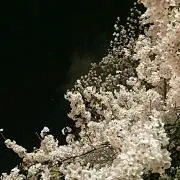 メルえもんの画像