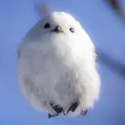 POCO☆の画像