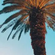 mahalo*☻の画像