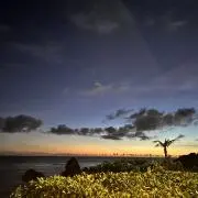 はちの画像