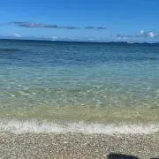 Lotusの画像