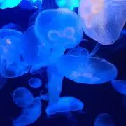 海月の画像