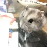 おハムの画像