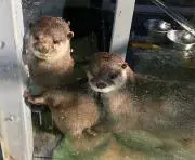 レディーの画像