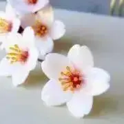 さくらの画像