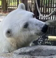 U^ェ^Uの画像