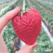 いちごの画像