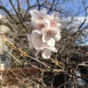 mkkの画像
