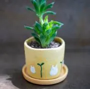 どんぐりの画像