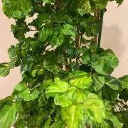 新たな気持ち