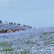 うどんげ　即購入OKの画像
