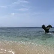 suzuの画像
