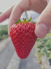 Dansharyの画像